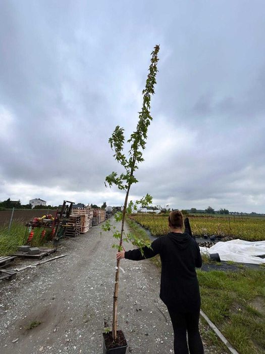 Klon Freemana /drzewa alejowe/