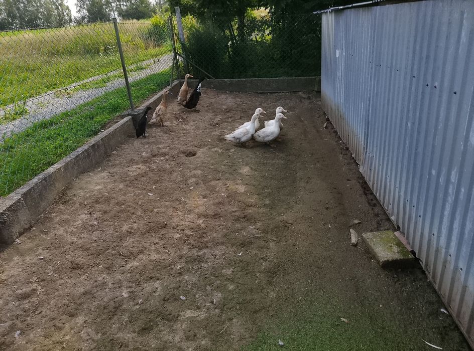 Kaczki biegusyz tamte