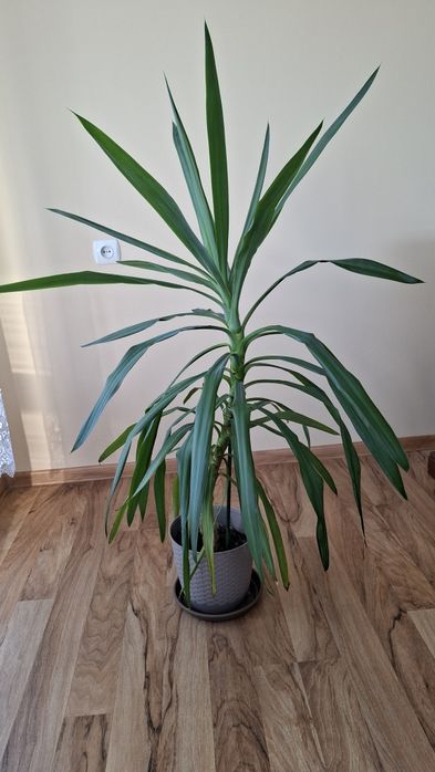 Juka yucca kwiat w doniczce