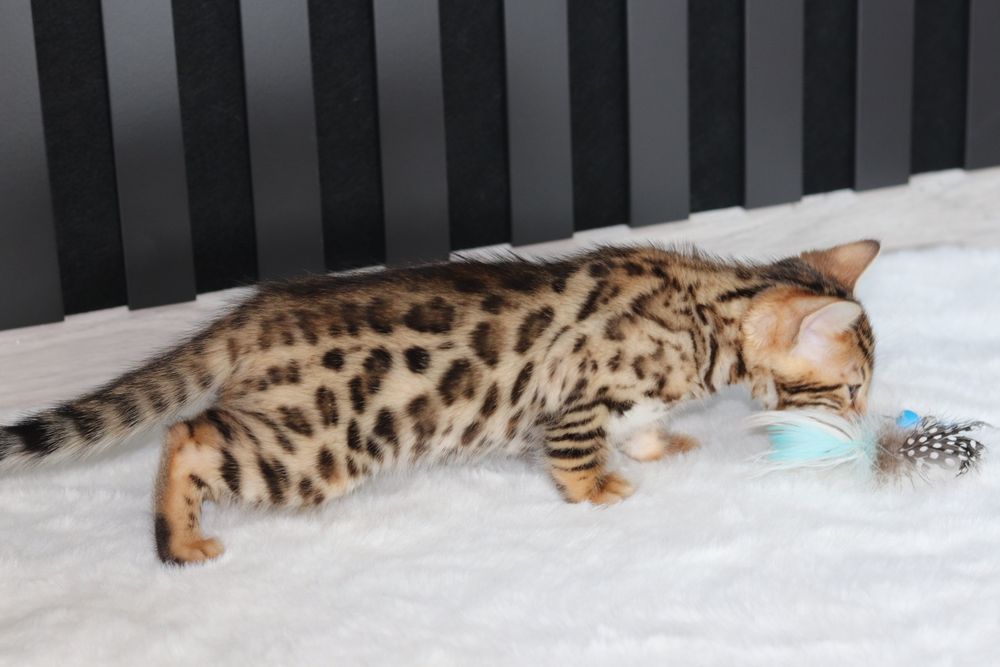 Kotka bengalska brown