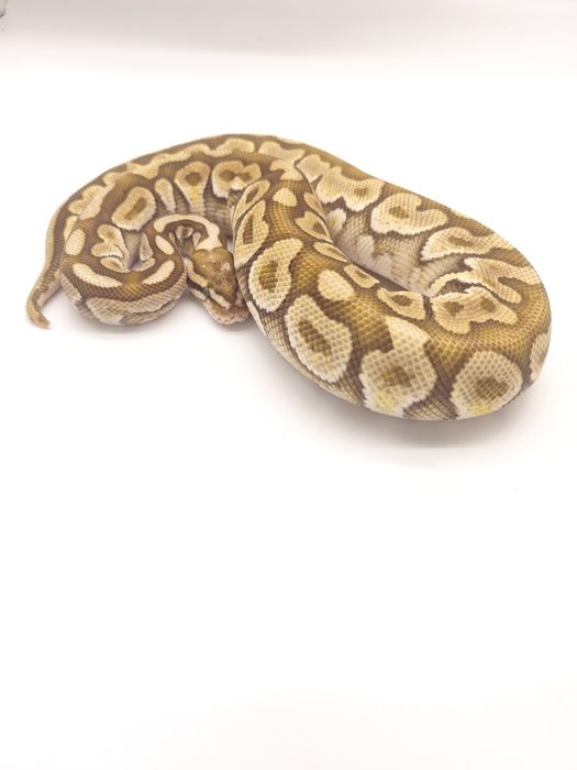 Wąż Subadult Samiec