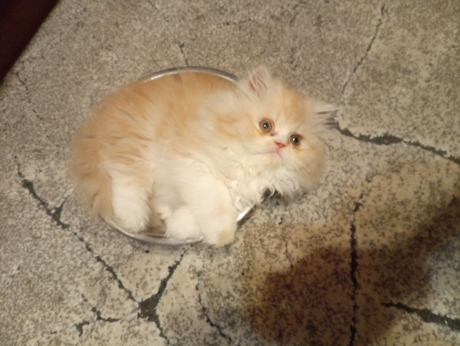 Perska koteczka rudo-biała