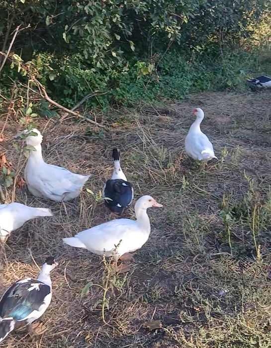 Продам индоуток.