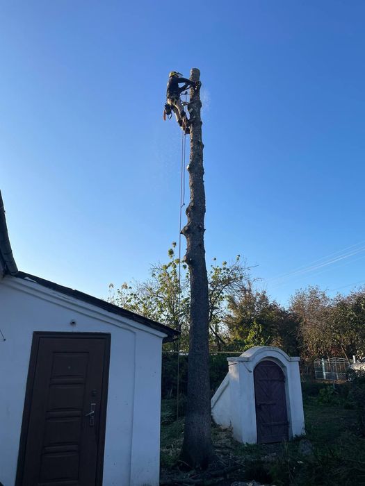 Обрізка валка дерев Зрізка аварійних  дерев будь- якої складності