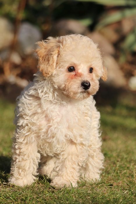 Piękny pudelek toy/miniaturka. Badania rodziców.Kremowy piesek