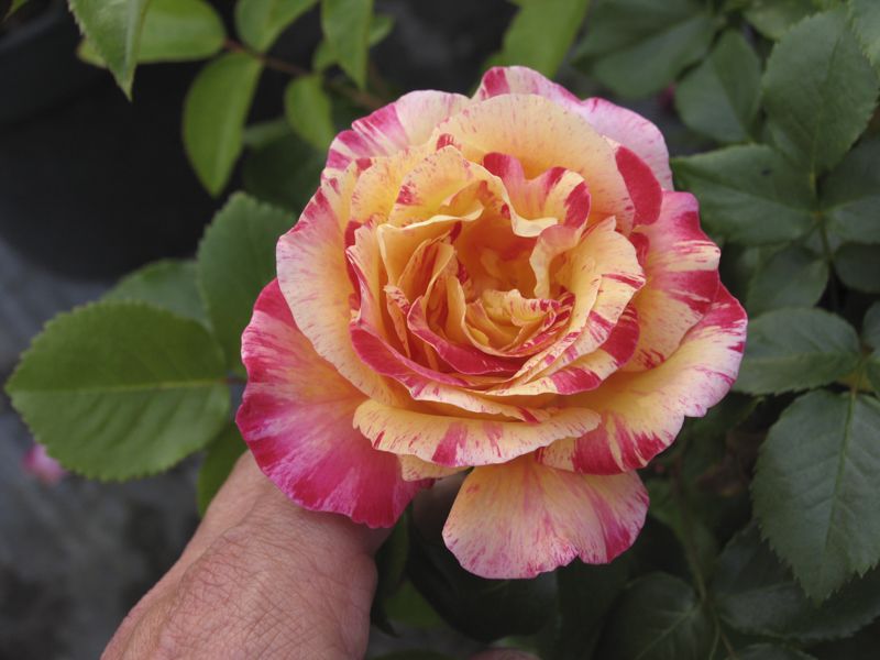 Roseira Variegata Tigrada Tricolor - FLORES Para colecionador