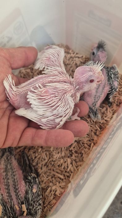 Caturras bebés para criar à mão