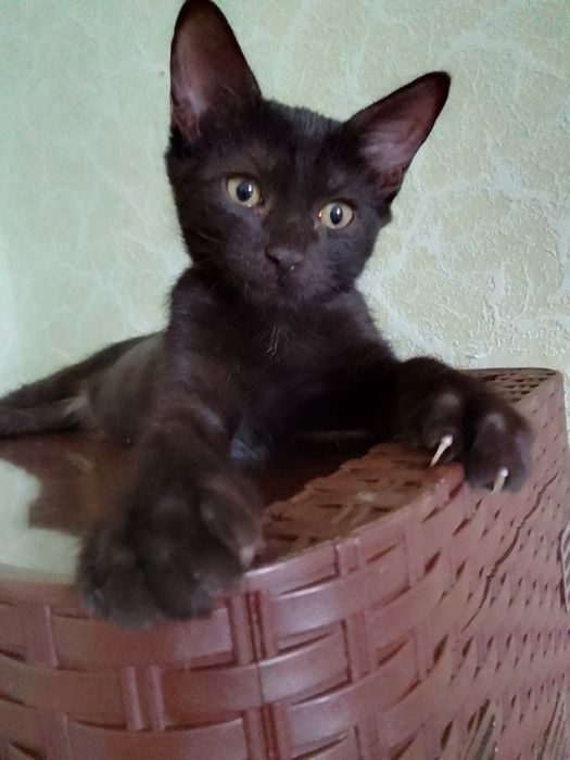 Кошенятко, чорна  дівчинка
