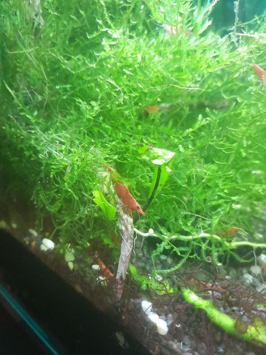 Krewetki neocardina red gratis mech