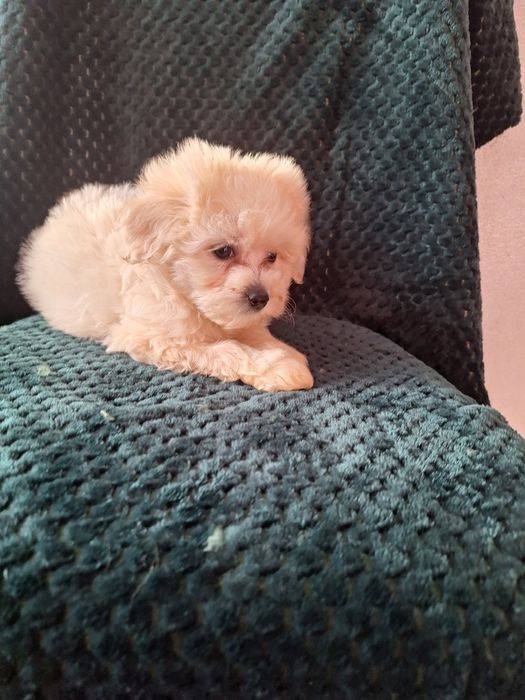 Maltipo-maltanczyk&pudel