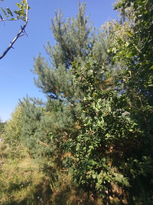 Будинок, ставок, земля біля Карпат, річка, ліс