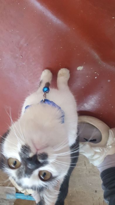 Віддаю кота безкоштовно у добрі руки