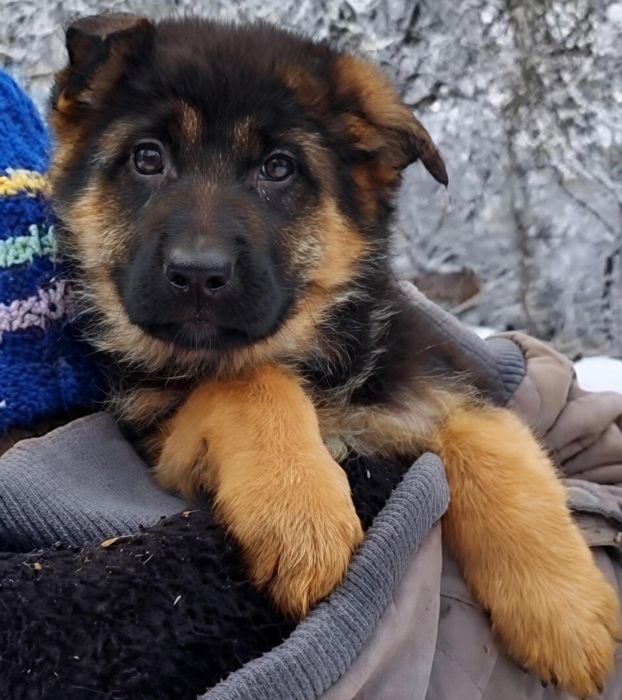 Німецька вівчарка, цуценята, дівчата. Документи КСУ.