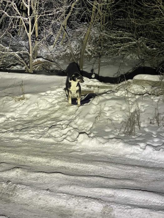 Собачка безкоштовно