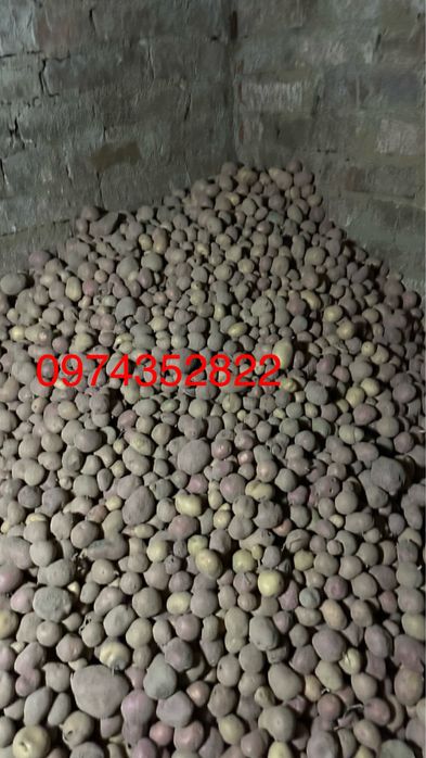 Продам дрібну картоплю .