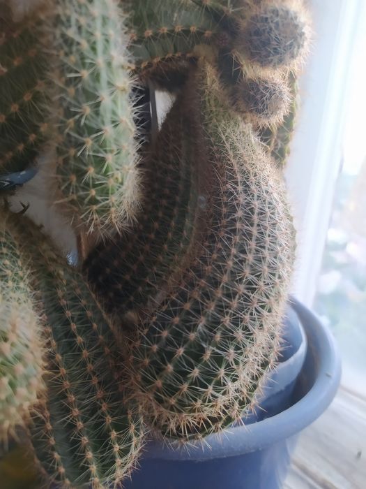 Кактусы многолетние