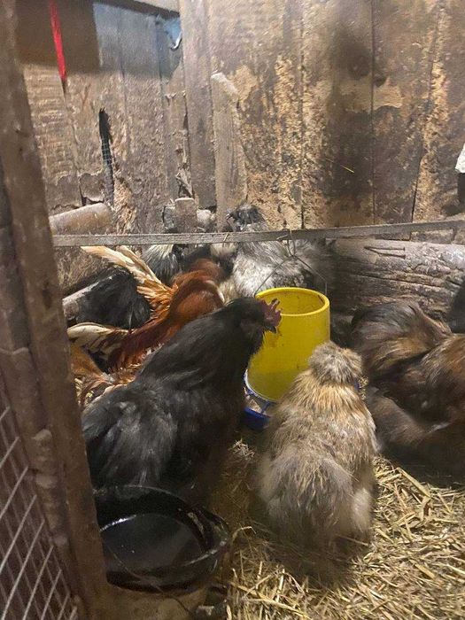 китайська шовкова курочки та півники