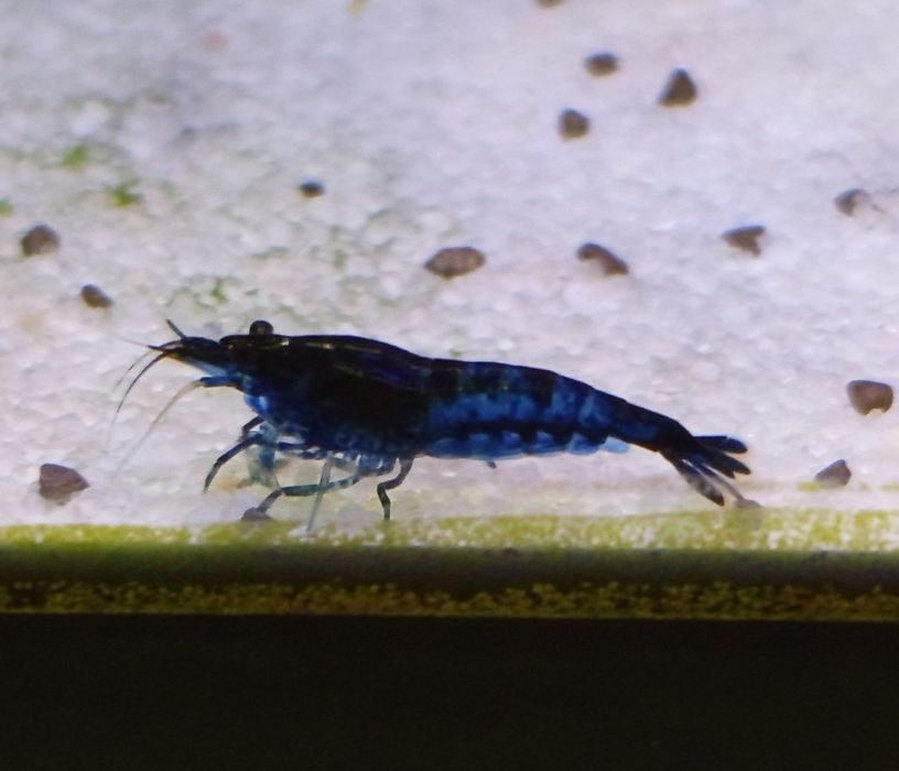 Krewetki / Krewetka Blue Velvet - Wysyłam