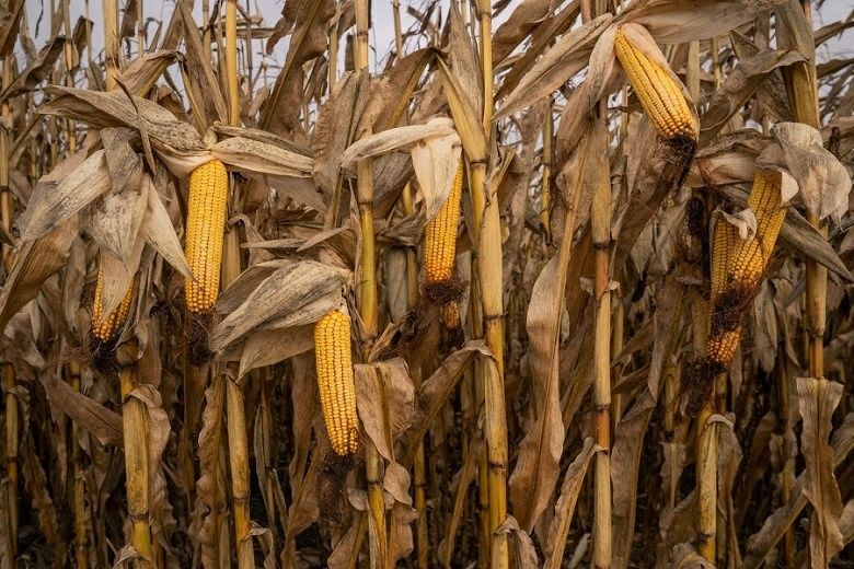 Продам кукурузу в мешках