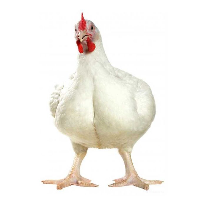 Бройлер на вагу опт