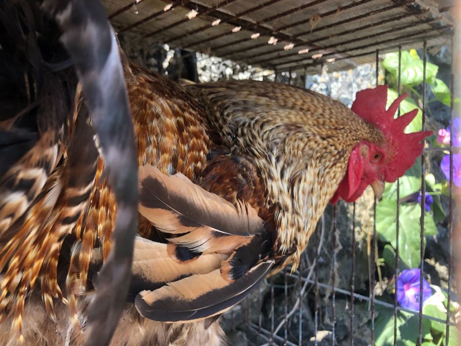 Galos  mouriscos e vermelhos