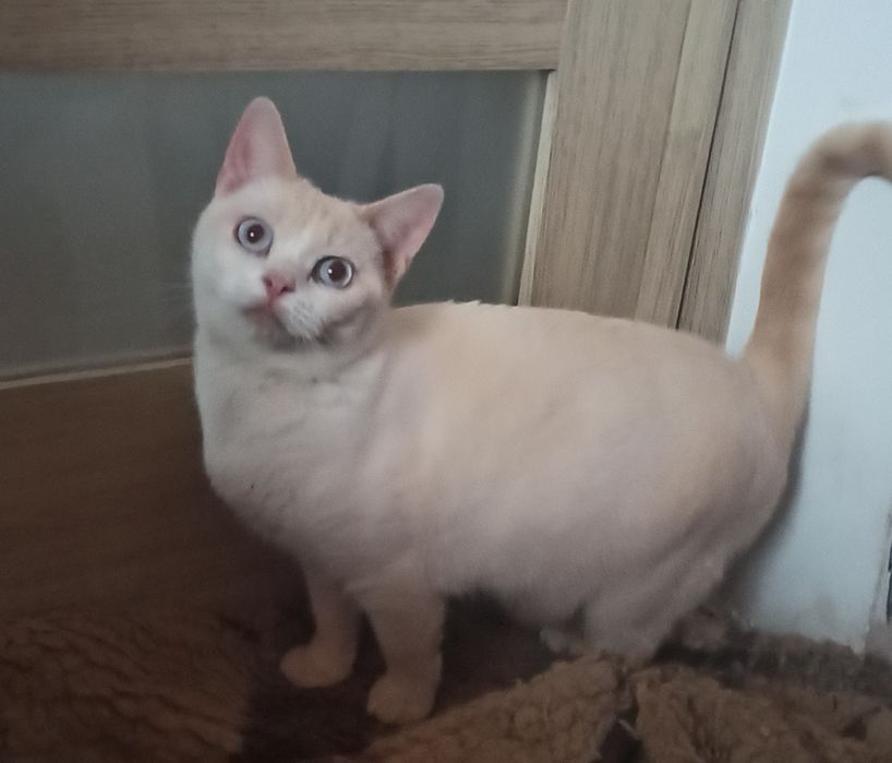 Кошечка с голубыми глазами