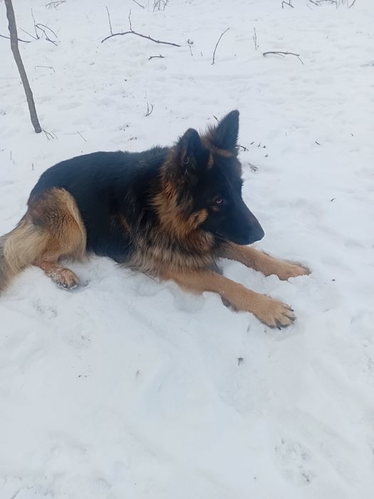 Німецька вівчарка