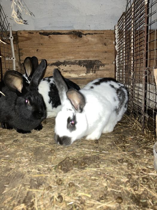 Продам помісних кроликів.