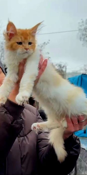 Шикарная девочка мейн-кун