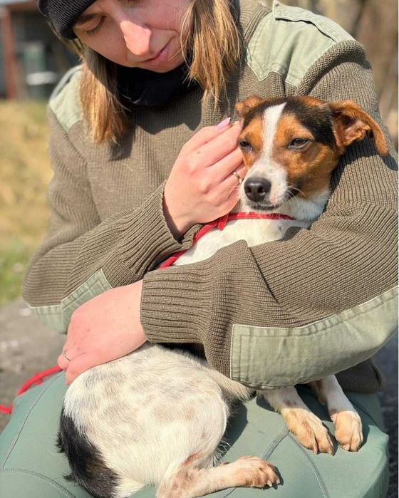 Jack Russell Terrier piesek schronisko Bełchatów -aktualne
