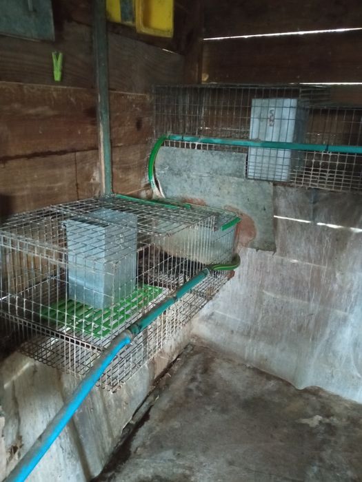 Coelhos (Coelheiras para venda)