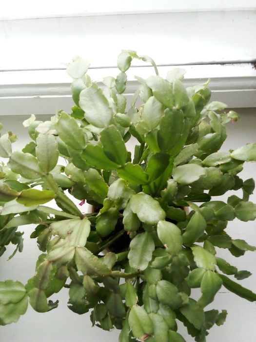 Продам  вазон.різдвяник.