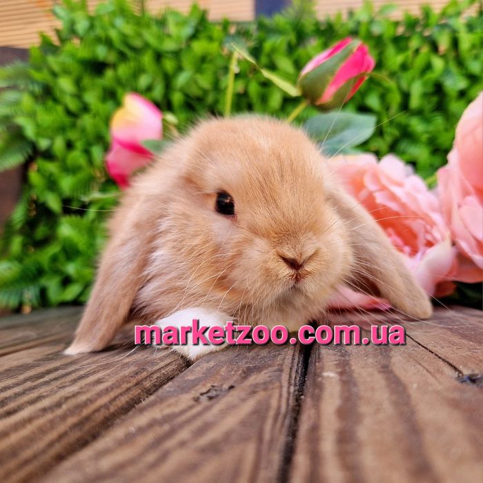 Карликовый мини кролик,мiнi баранчик mini lop