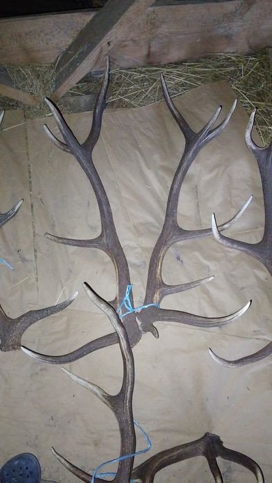 Продам роги оленя
