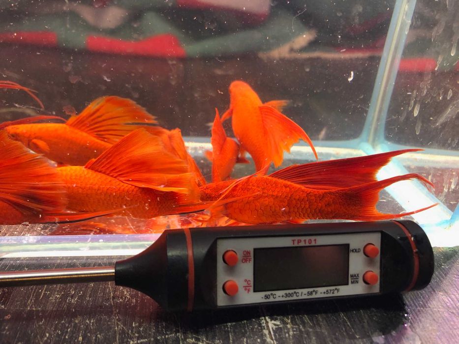 Mieczyk czerwony duże