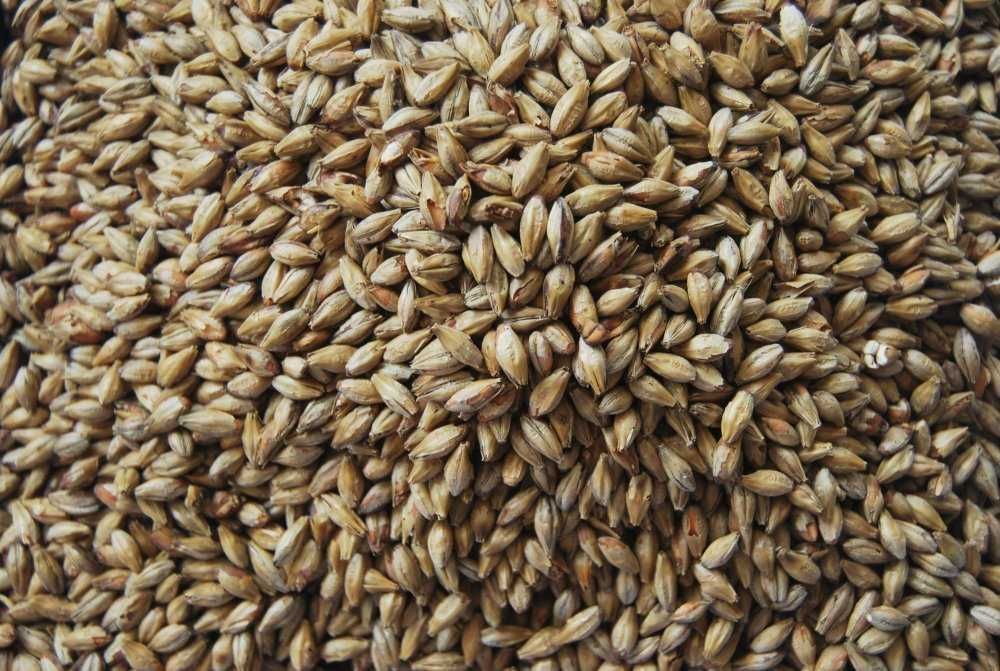 Продам ячмінний солод