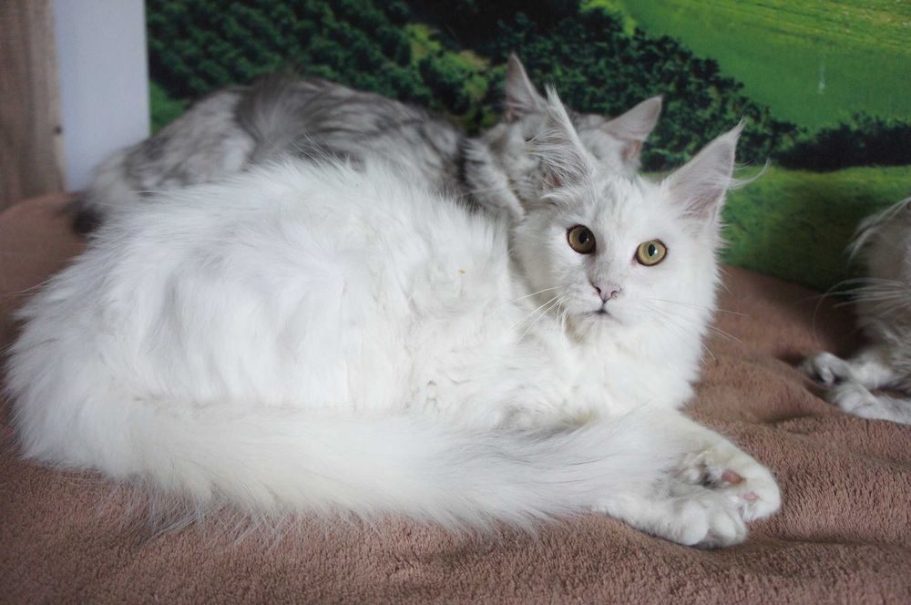 kotka Maine Coon - Fs 11 - FPl/Fife/WCC - prawie biała