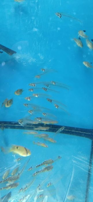 Sumik szklisty sklep zoologiczny PAWIK