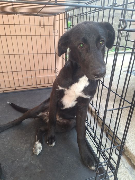Dou Cão com 5 meses ,para adoção responsavel