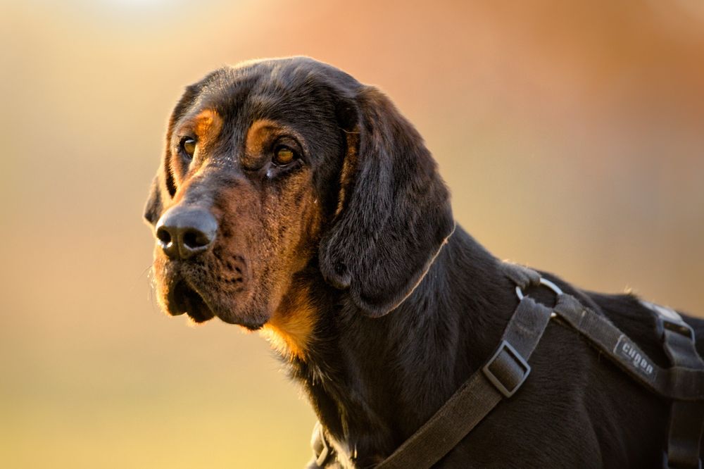 FADO - pies z typu gończy polski