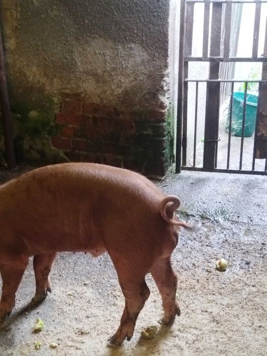 Продам кнура чистокровний Дюрок