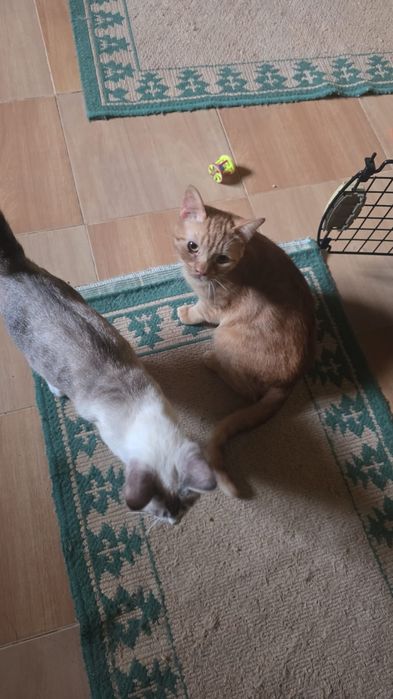 Dou gatas 3 i 1 gato