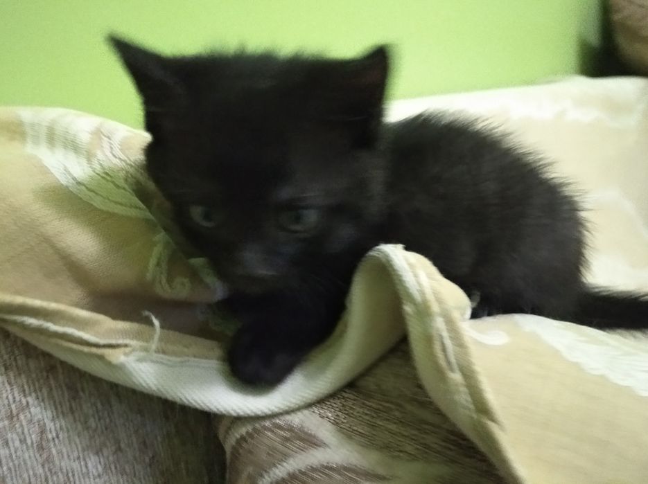 Котики - пухнасті друзі