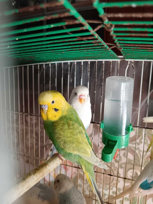 Piriquitos com cerca de um ano para venda