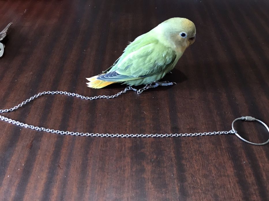 Corrente ave domesticada. (Envio grátis) Roseicollis Caturra Periquito