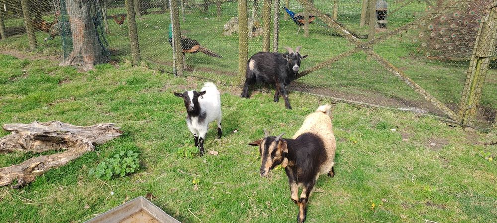 Cabras de raça Anãs