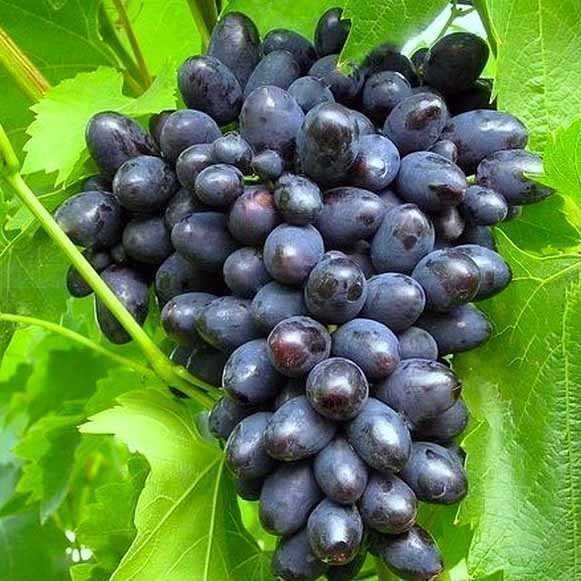 Продам саджанці винограду різних сортів