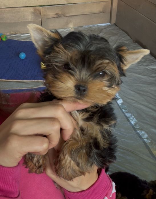 йоркширський тер'єр