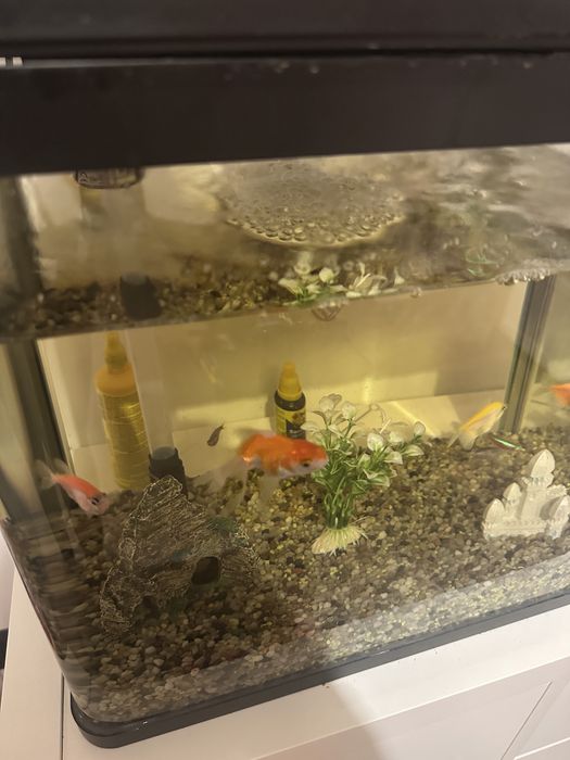 Akwarium z rybkami