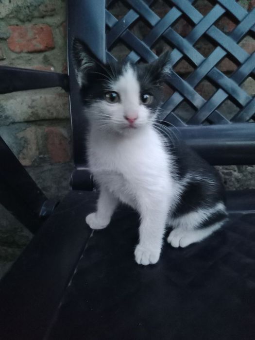 Котик в добрі руки